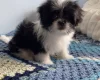 Japanese Chin