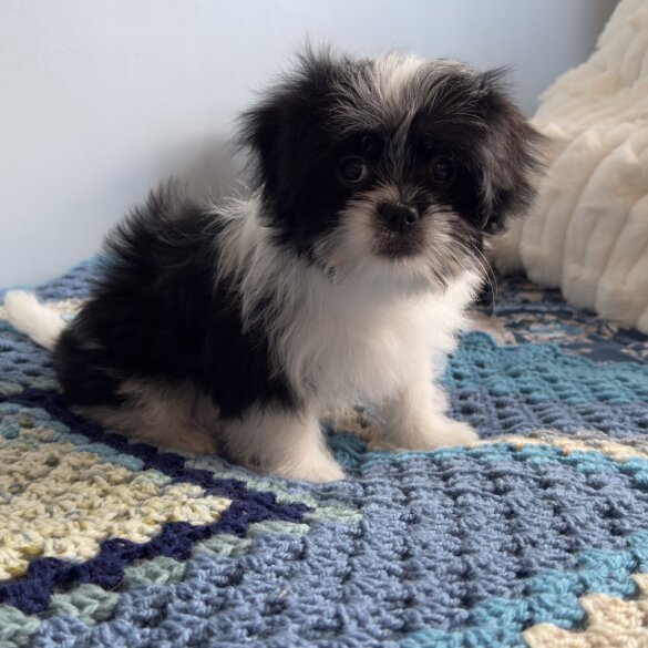 Japanese Chin
