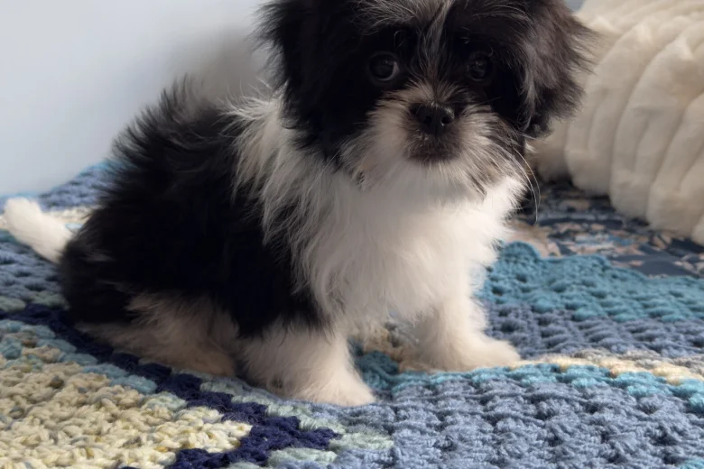Japanese Chin