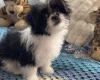Japanese Chin
