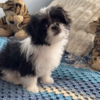 Japanese Chin