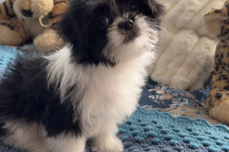 Japanese Chin