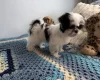 Japanese Chin