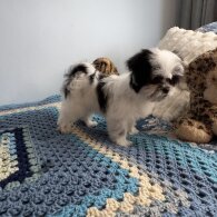 Japanese Chin