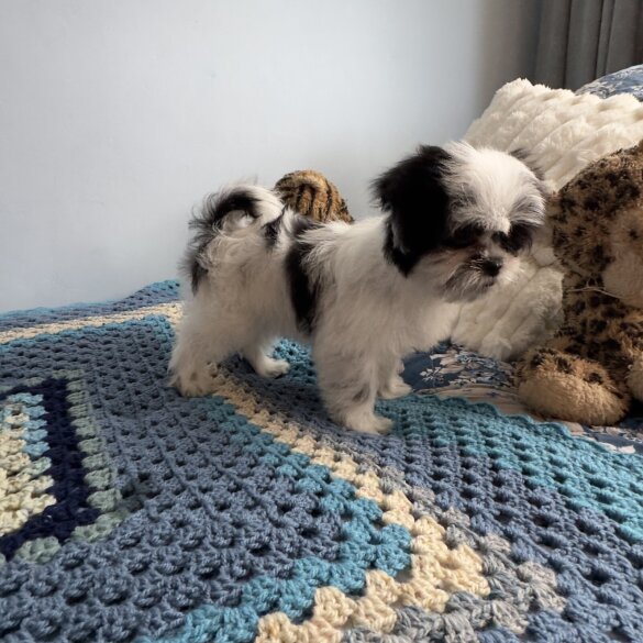 Japanese Chin