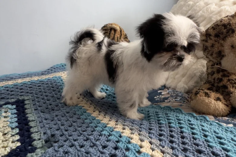 Japanese Chin