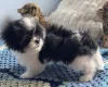 Japanese Chin