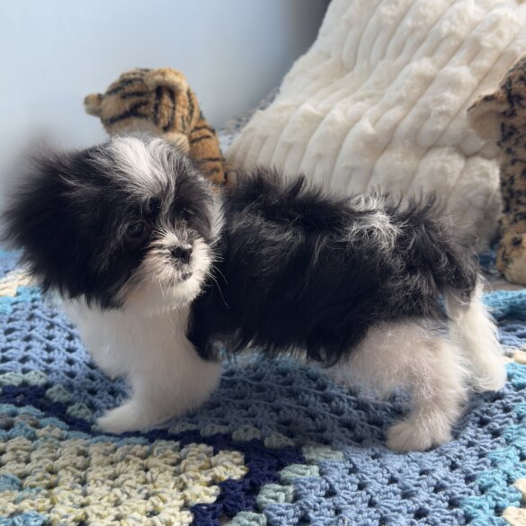 Japanese Chin