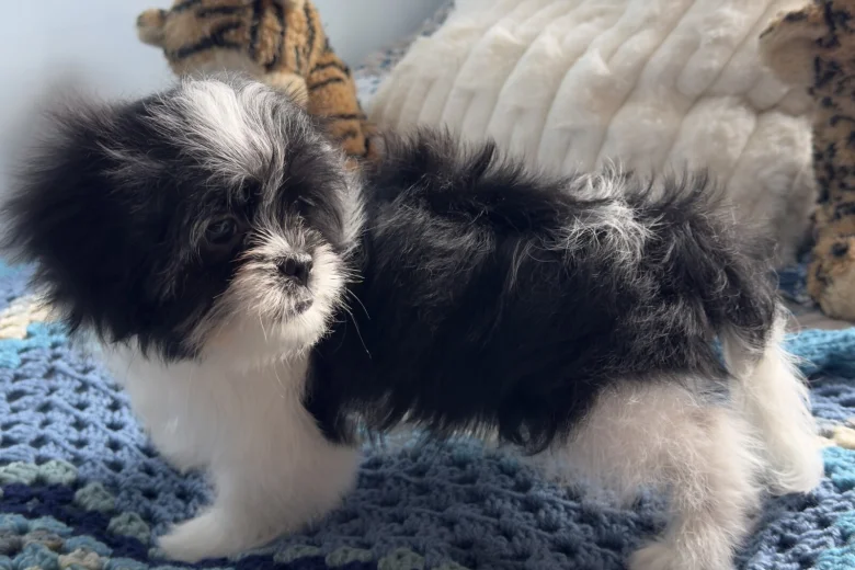 Japanese Chin