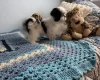 Japanese Chin