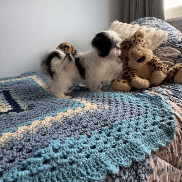 Japanese Chin