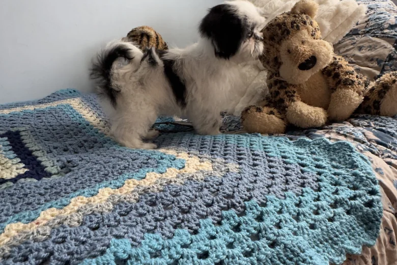 Japanese Chin