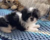 Japanese Chin