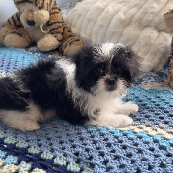 Japanese Chin