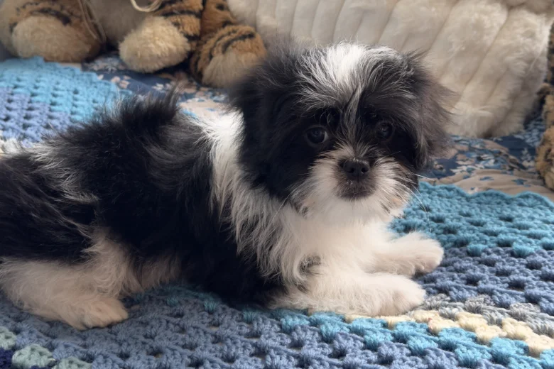 Japanese Chin