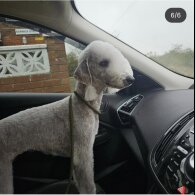 Bedlington Terrier