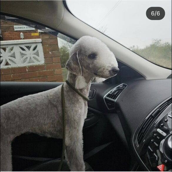 Bedlington Terrier