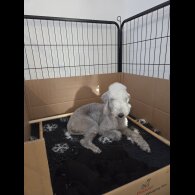 Bedlington Terrier