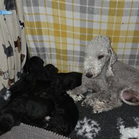 Bedlington Terrier