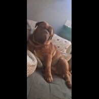 Dogue De Bordeaux
