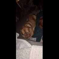 Dogue De Bordeaux