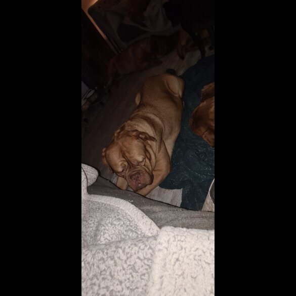 Dogue De Bordeaux