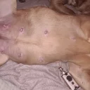 Dogue De Bordeaux