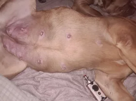 Dogue De Bordeaux