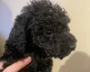 Poodle