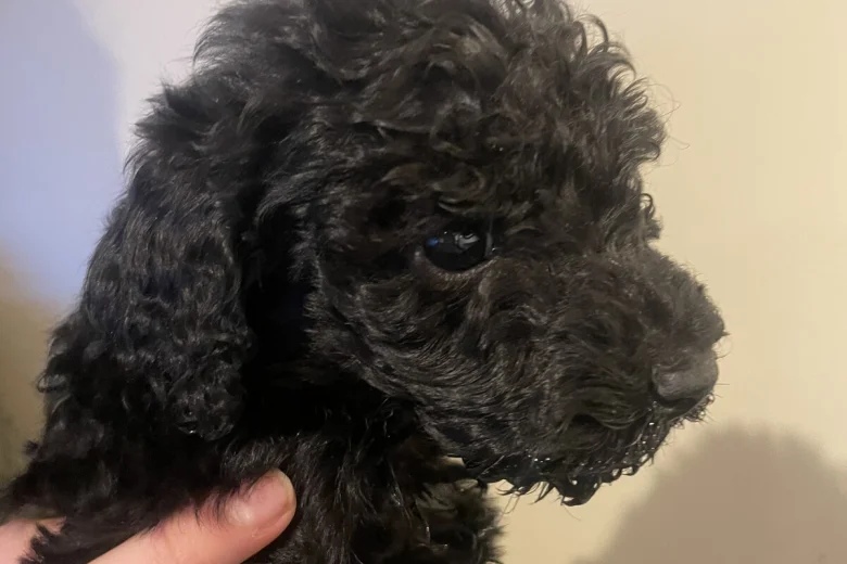 Poodle
