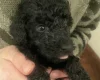 Poodle