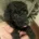Poodle
