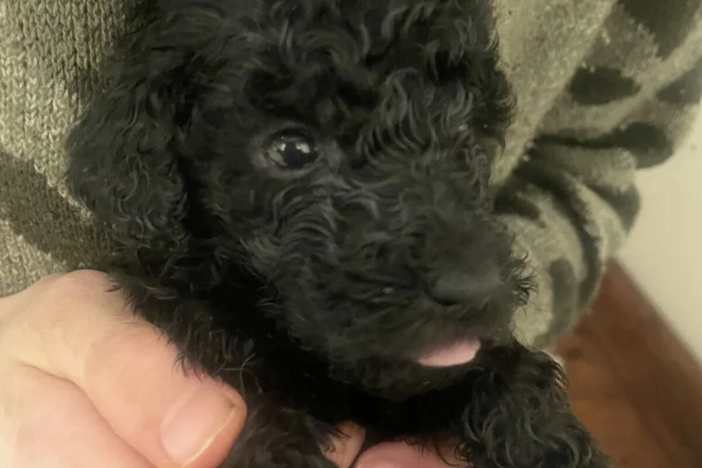 Poodle