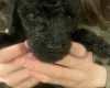 Poodle