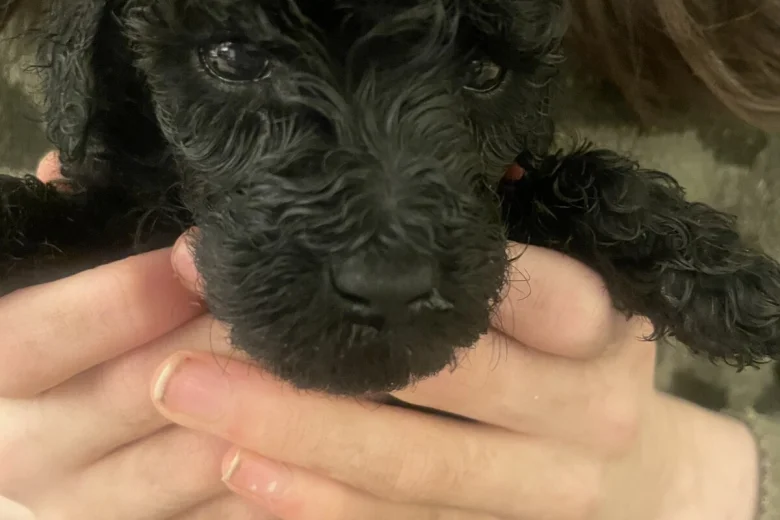 Poodle
