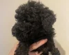 Poodle