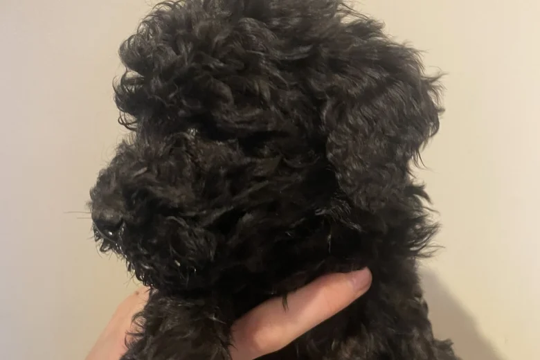 Poodle