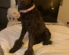 Poodle