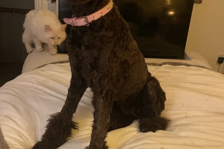Poodle