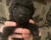 Poodle