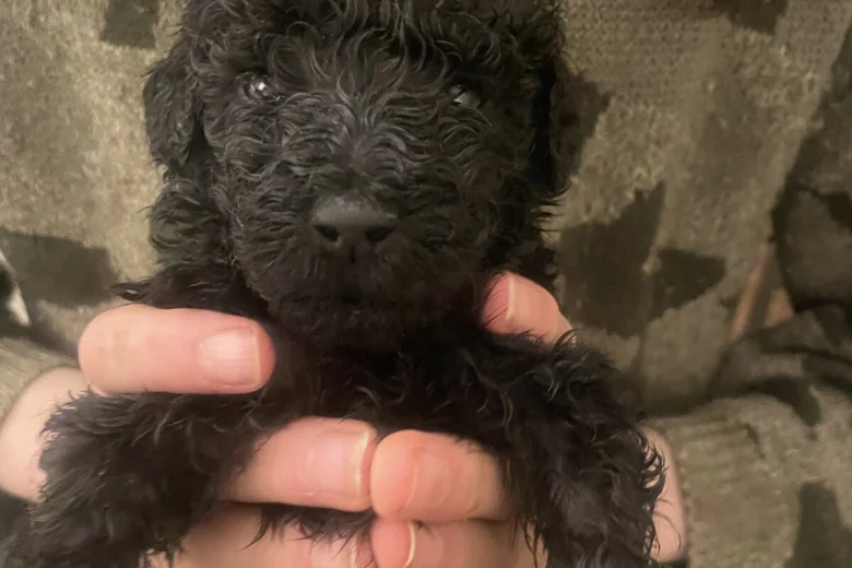 Poodle
