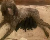 Poodle
