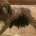 Poodle