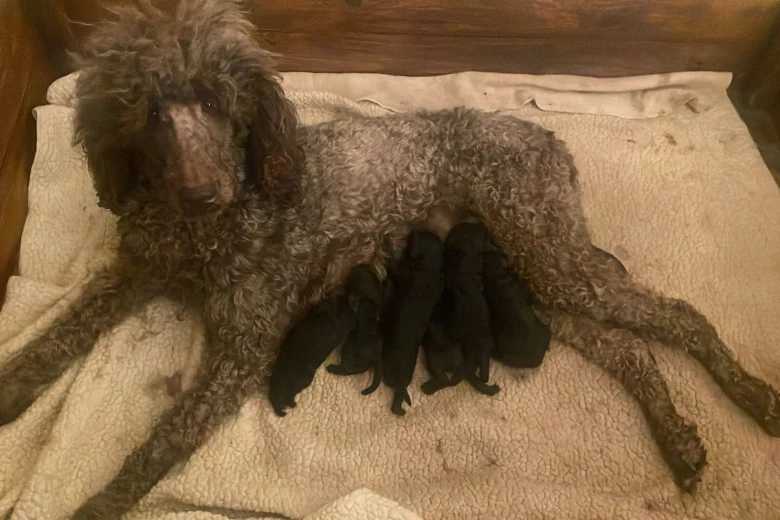 Poodle