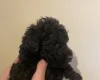 Poodle