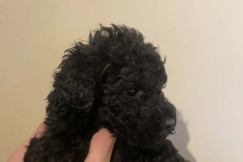Poodle