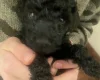 Poodle