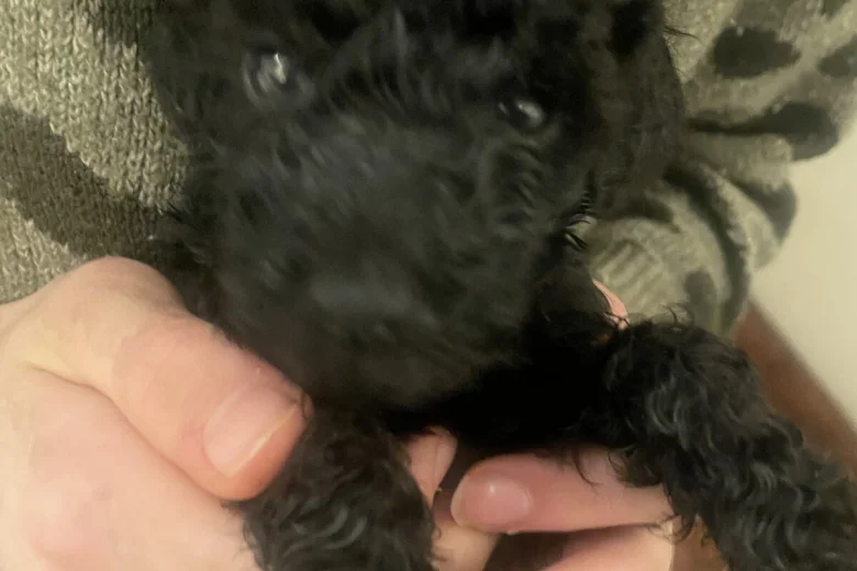 Poodle