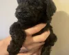 Poodle