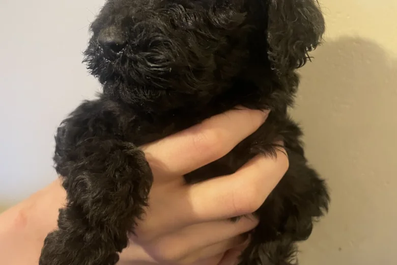Poodle
